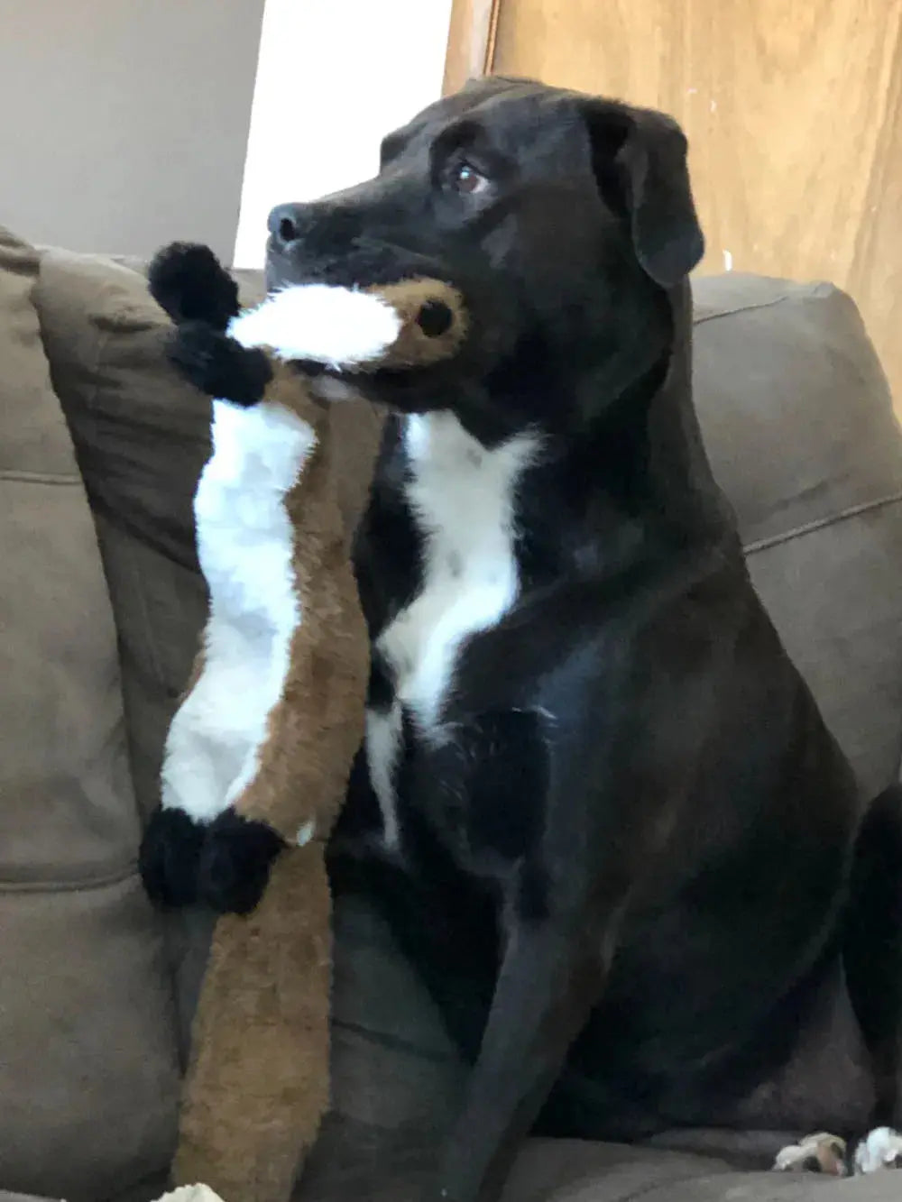 Funny Stuffing-Free Plush Toy with Squeakers, Durable. Squeaky Chew Toy for Your Pet. ShopTrendMF